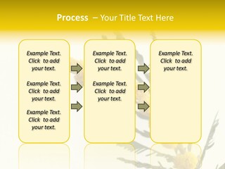 Yellow Mimosa Flowers On White PowerPoint Template