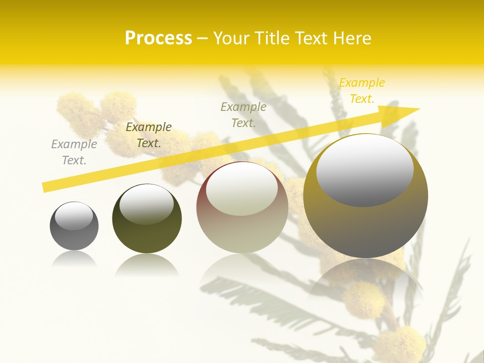 Yellow Mimosa Flowers On White PowerPoint Template