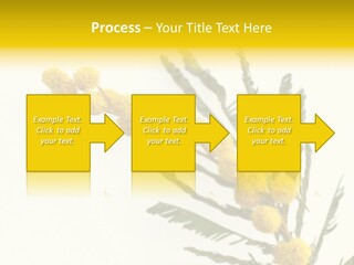 Yellow Mimosa Flowers On White PowerPoint Template