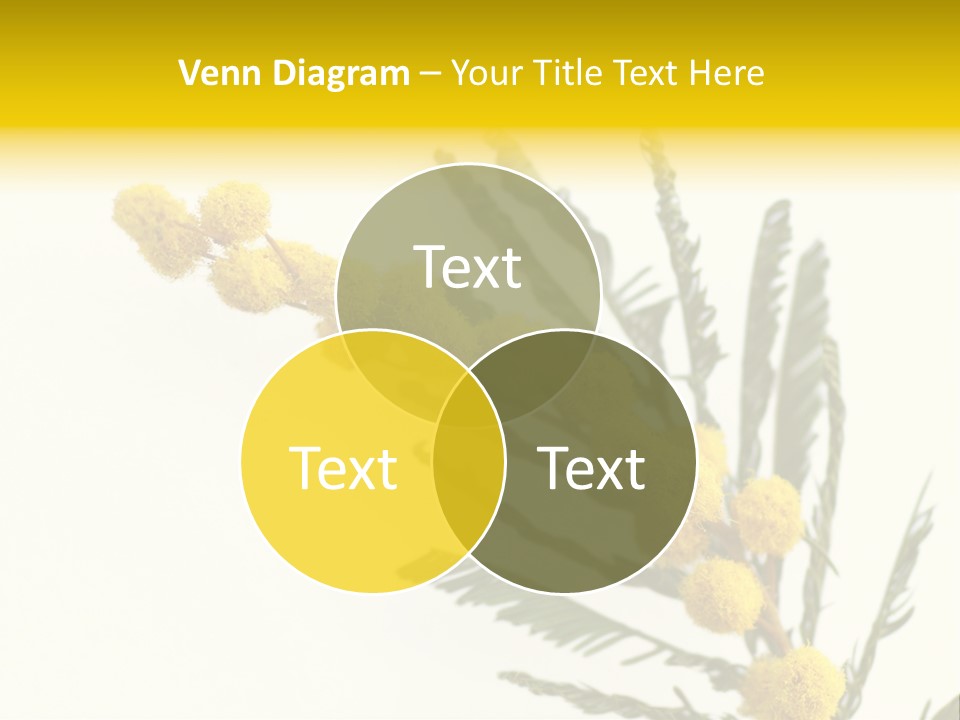 Yellow Mimosa Flowers On White PowerPoint Template