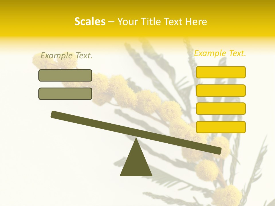 Yellow Mimosa Flowers On White PowerPoint Template