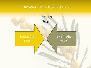Yellow Mimosa Flowers On White PowerPoint Template
