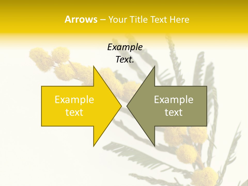 Yellow Mimosa Flowers On White PowerPoint Template