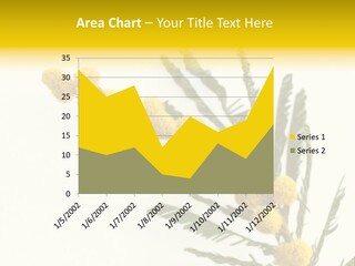 Yellow Mimosa Flowers On White PowerPoint Template