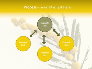 Yellow Mimosa Flowers On White PowerPoint Template
