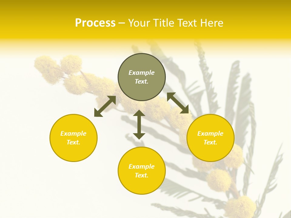 Yellow Mimosa Flowers On White PowerPoint Template