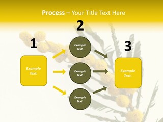 Yellow Mimosa Flowers On White PowerPoint Template
