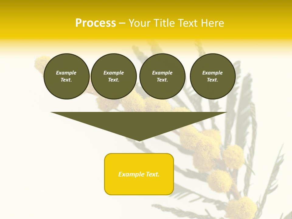 Yellow Mimosa Flowers On White PowerPoint Template