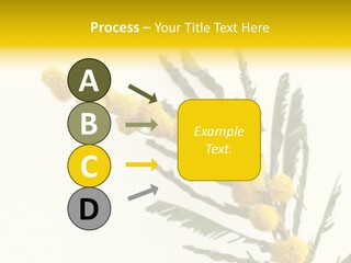 Yellow Mimosa Flowers On White PowerPoint Template