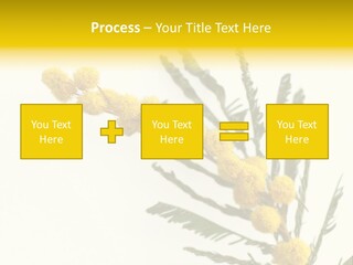 Yellow Mimosa Flowers On White PowerPoint Template