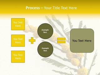 Yellow Mimosa Flowers On White PowerPoint Template