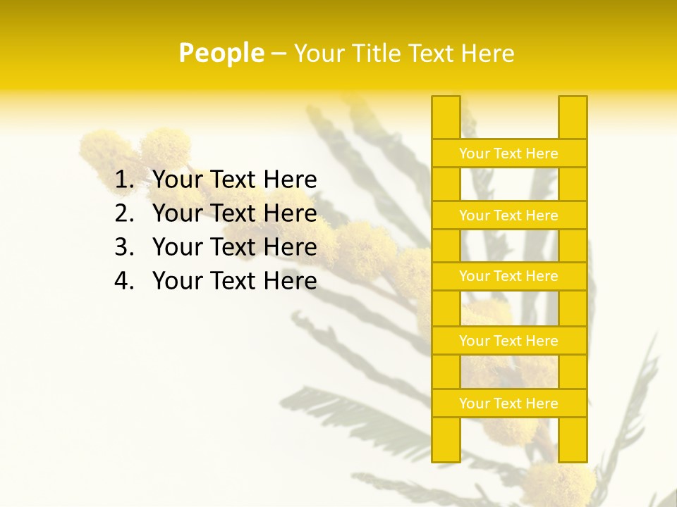 Yellow Mimosa Flowers On White PowerPoint Template