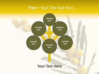 Yellow Mimosa Flowers On White PowerPoint Template