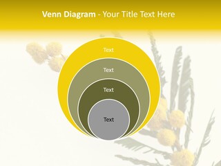 Yellow Mimosa Flowers On White PowerPoint Template