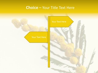 Yellow Mimosa Flowers On White PowerPoint Template