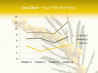 Yellow Mimosa Flowers On White PowerPoint Template