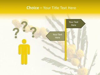 Yellow Mimosa Flowers On White PowerPoint Template