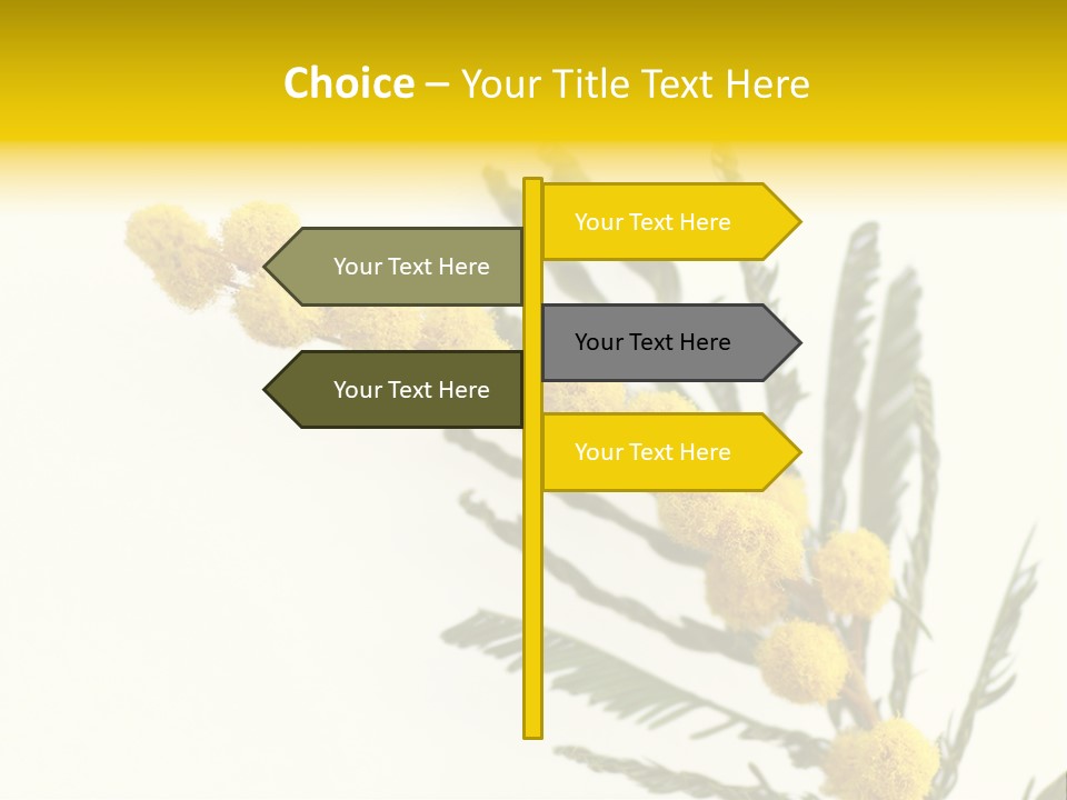 Yellow Mimosa Flowers On White PowerPoint Template