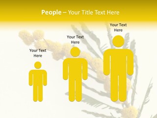 Yellow Mimosa Flowers On White PowerPoint Template