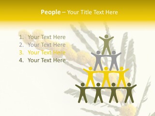 Yellow Mimosa Flowers On White PowerPoint Template