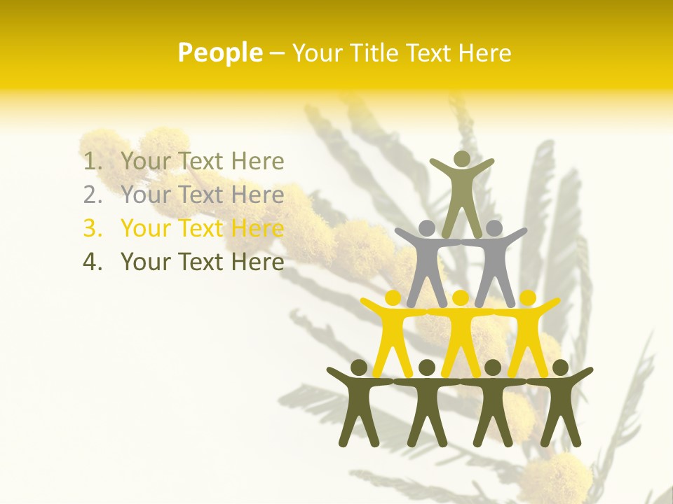 Yellow Mimosa Flowers On White PowerPoint Template