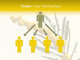 Yellow Mimosa Flowers On White PowerPoint Template