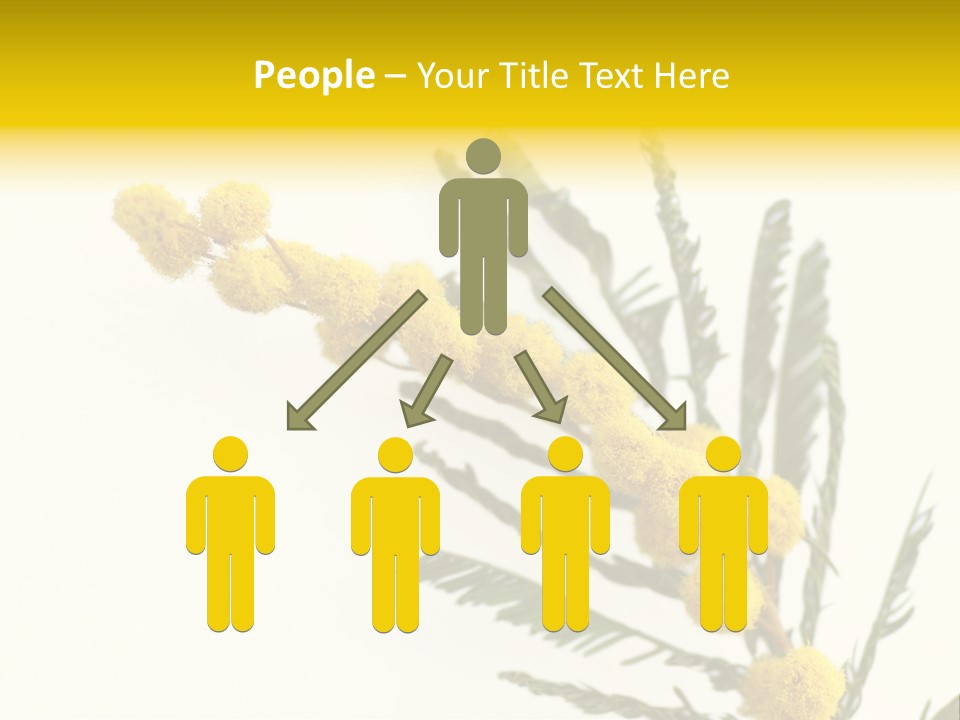 Yellow Mimosa Flowers On White PowerPoint Template