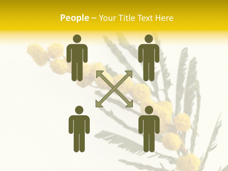 Yellow Mimosa Flowers On White PowerPoint Template