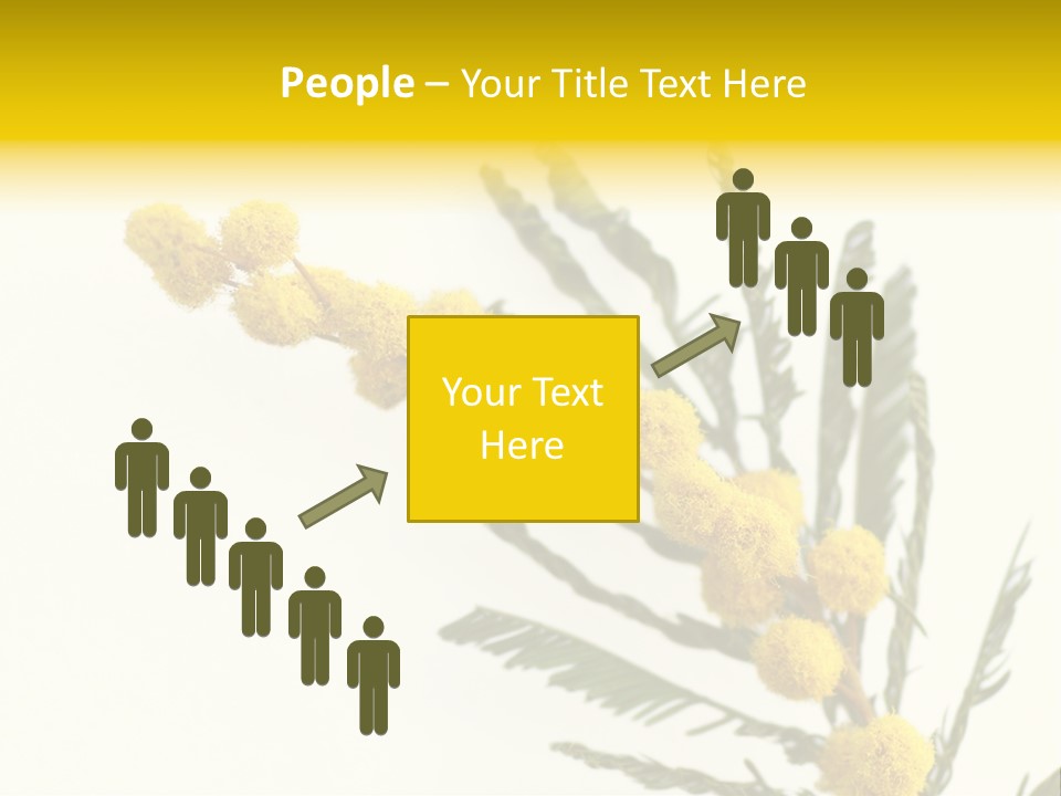 Yellow Mimosa Flowers On White PowerPoint Template