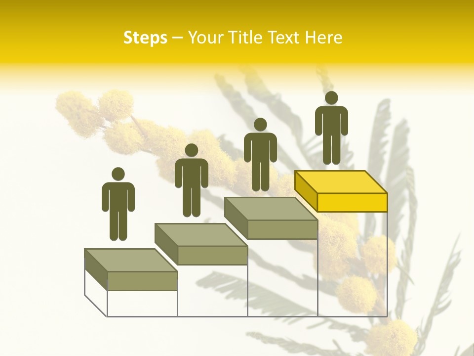 Yellow Mimosa Flowers On White PowerPoint Template