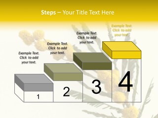 Yellow Mimosa Flowers On White PowerPoint Template