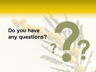 Yellow Mimosa Flowers On White PowerPoint Template