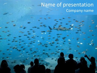A Large Group Of People Looking At A Shark In An Aquarium PowerPoint Template