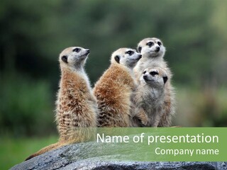 Group Of Meerkats Standing On Rock PowerPoint Template