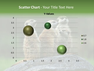 Group Of Meerkats Standing On Rock PowerPoint Template