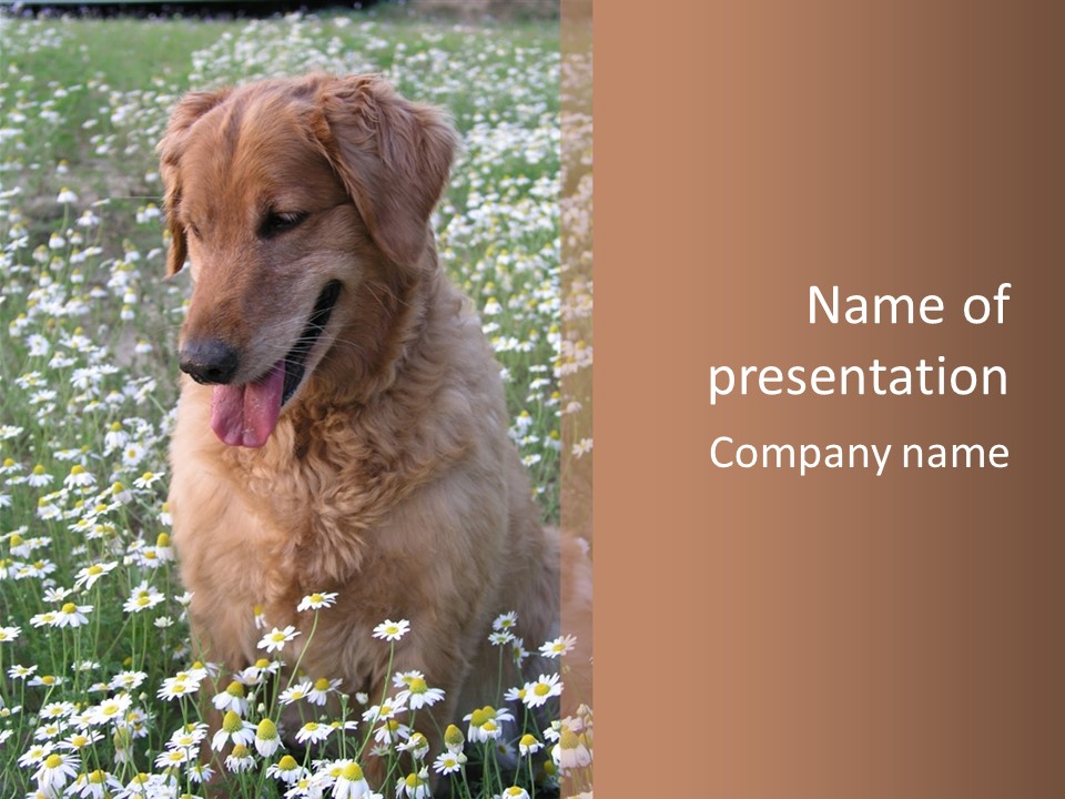 Golden Retriever Sitting In Field Of Daisies PowerPoint Template