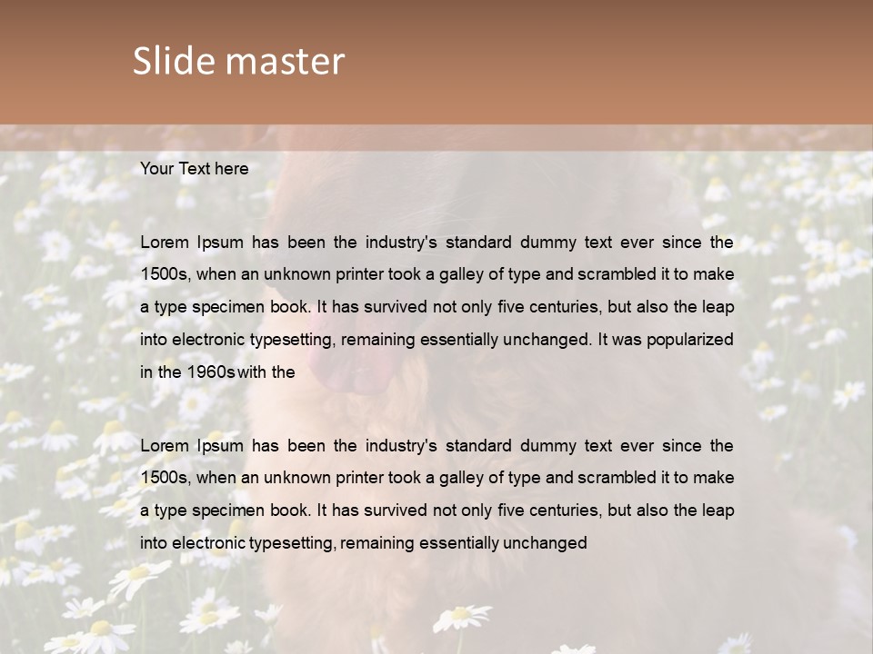 Golden Retriever Sitting In Field Of Daisies PowerPoint Template
