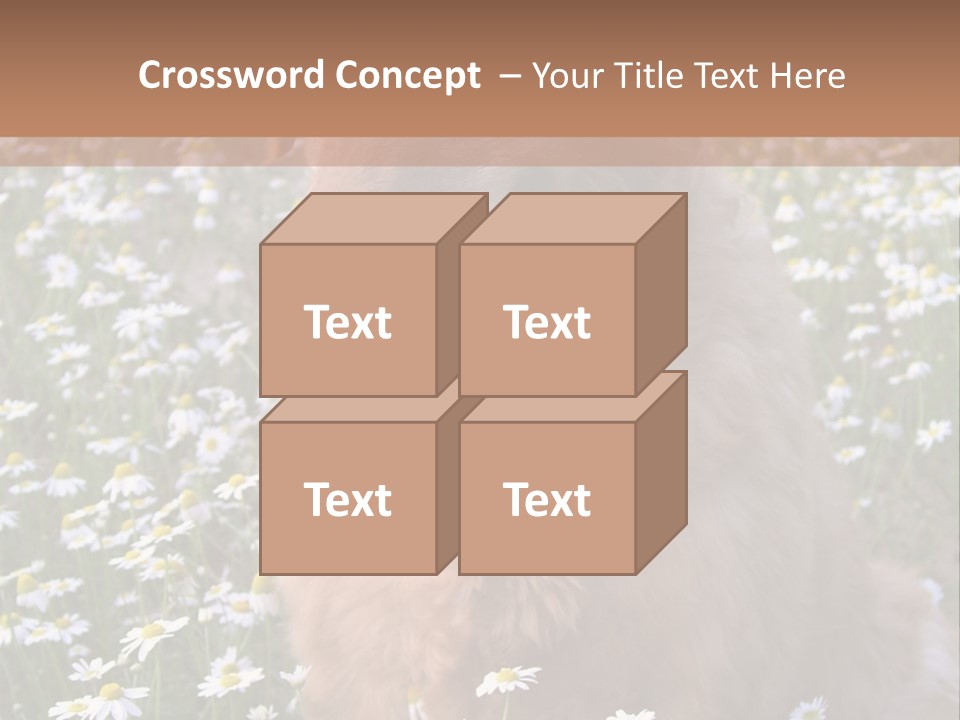 Golden Retriever Sitting In Field Of Daisies PowerPoint Template