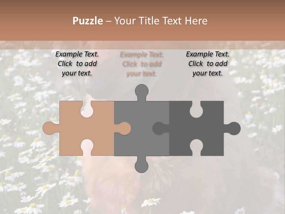 Golden Retriever Sitting In Field Of Daisies PowerPoint Template