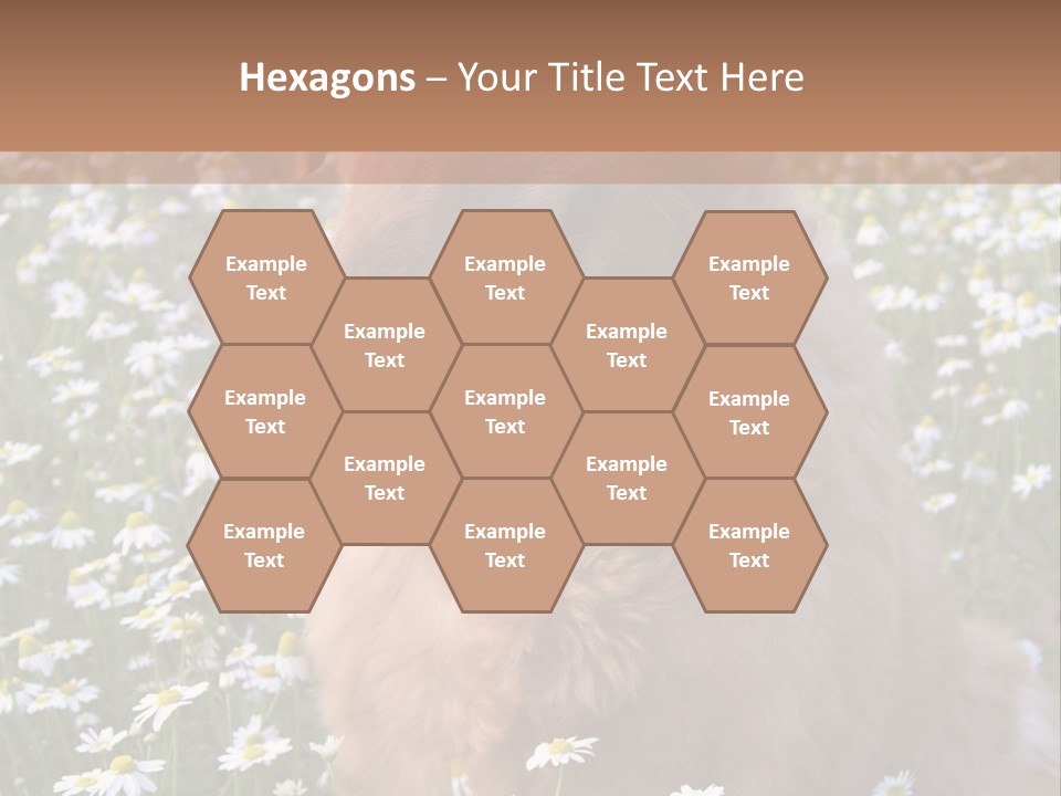 Golden Retriever Sitting In Field Of Daisies PowerPoint Template