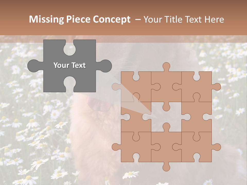 Golden Retriever Sitting In Field Of Daisies PowerPoint Template