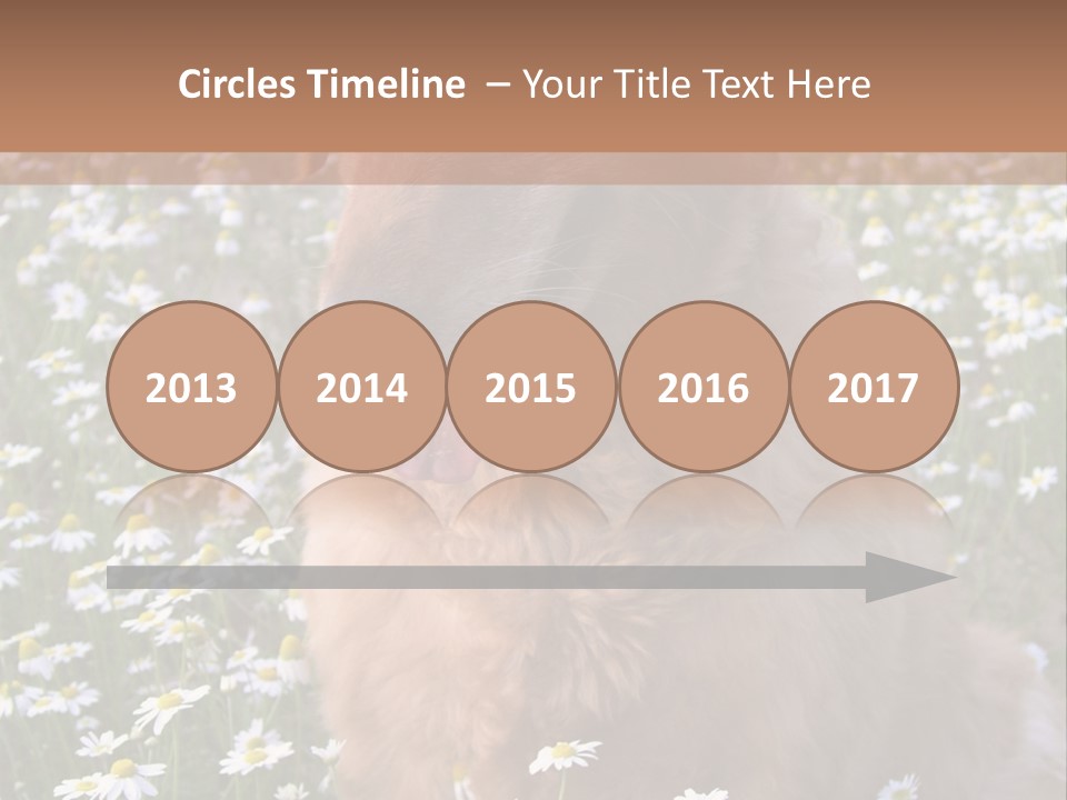 Golden Retriever Sitting In Field Of Daisies PowerPoint Template