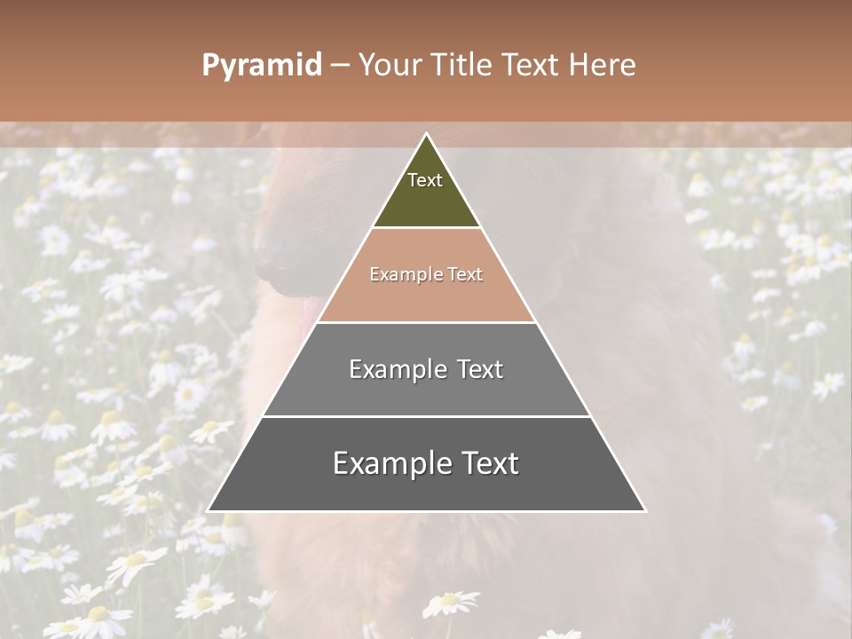 Golden Retriever Sitting In Field Of Daisies PowerPoint Template