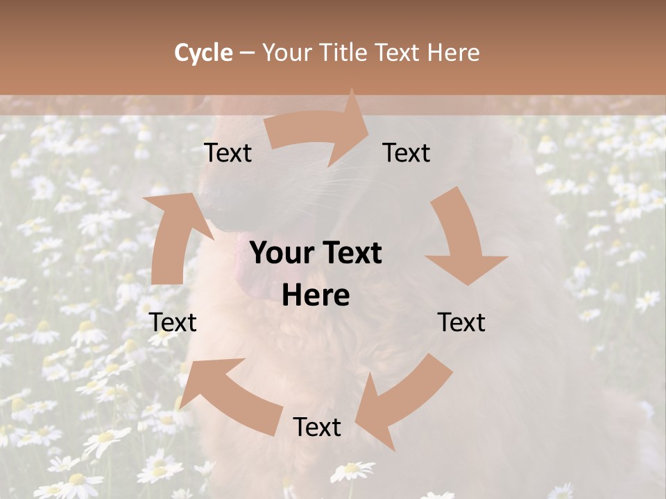 Golden Retriever Sitting In Field Of Daisies PowerPoint Template