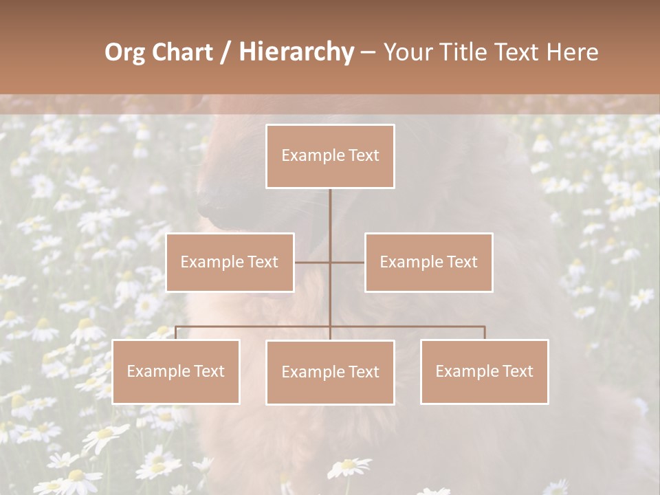 Golden Retriever Sitting In Field Of Daisies PowerPoint Template