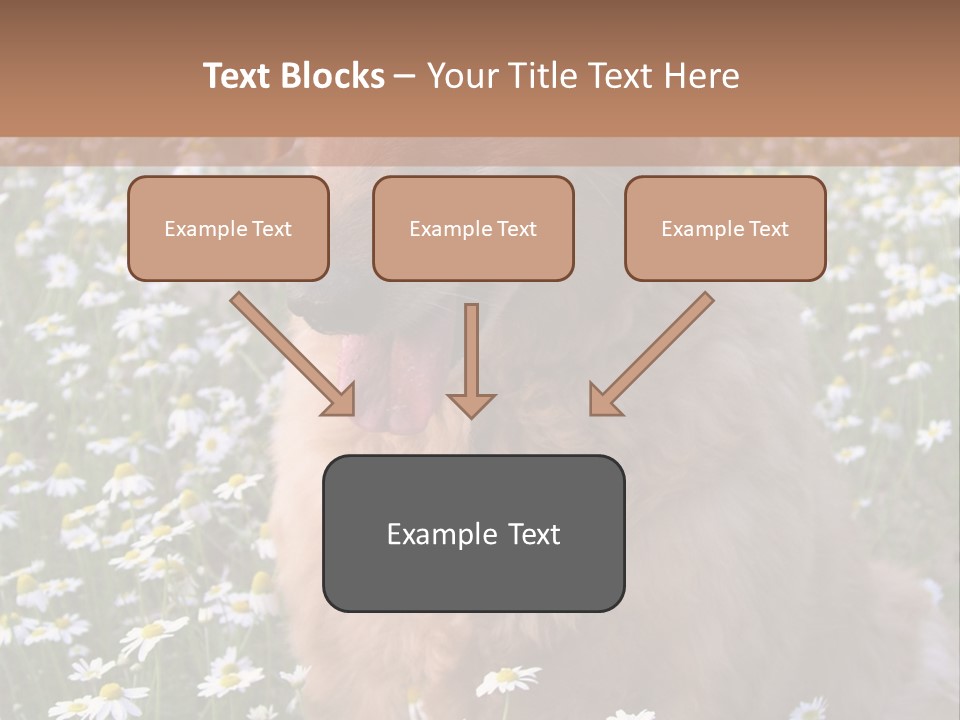 Golden Retriever Sitting In Field Of Daisies PowerPoint Template