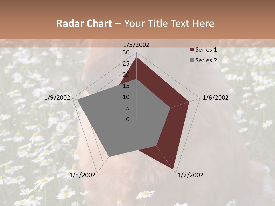 Golden Retriever Sitting In Field Of Daisies PowerPoint Template