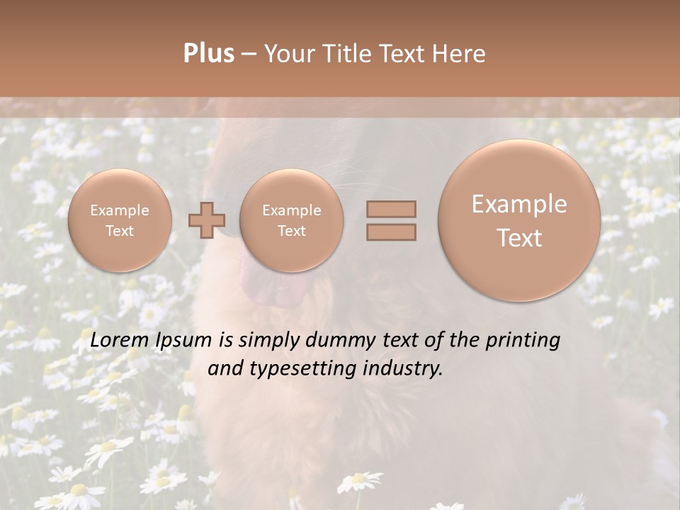 Golden Retriever Sitting In Field Of Daisies PowerPoint Template