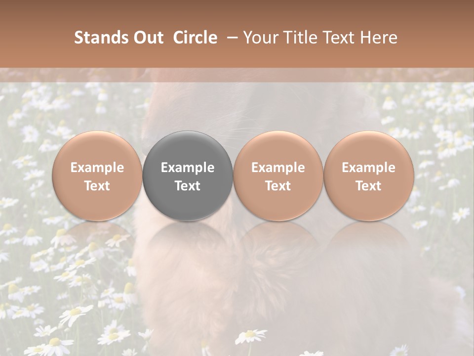 Golden Retriever Sitting In Field Of Daisies PowerPoint Template