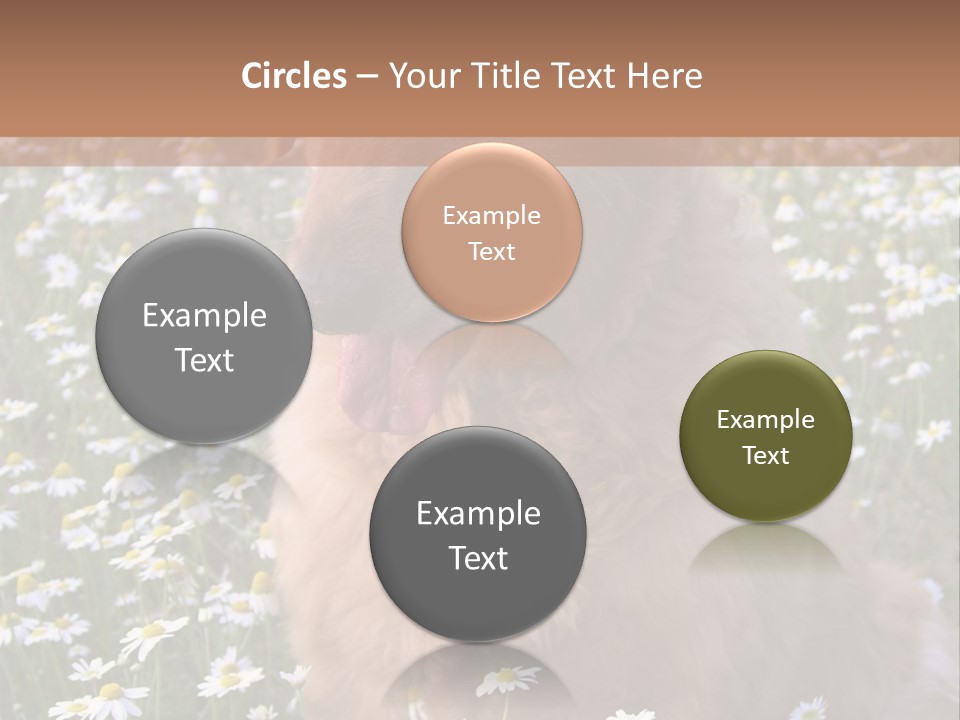 Golden Retriever Sitting In Field Of Daisies PowerPoint Template